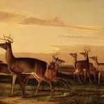 Startled Deer--A Prairie Scene