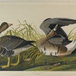 White-fronted Goose