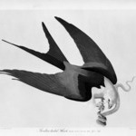 Swallow-Tailed Hawk