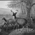 Landscape and Deer