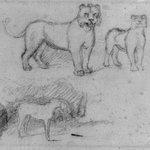 Two Standing Lionesses and a Horse