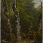 Landscape (Birch and Oaks)
