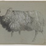 Study of a Ewe
