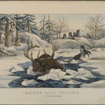 Moose and Wolves,  A Narrow Escape