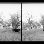 Mrs. Ditmass Cow, Kings Highway at Kouwenhoven Lane, Flatlands, Brooklyn