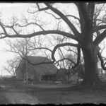 Walnut Tree, Large, and Barn of C. Vanderveer House, North Front, Canarsie Lane near Hunter Fly Road, Kouwenhoven Station, Long Island Rail Road, Flatlands, Brooklyn