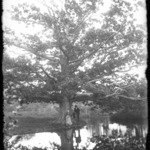 Willets Tree and Group, Woodbury, Long Island