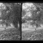 Ralph and Vista of Trees, near Bergen Van Wyck House (outside of Frame Lots), Flatlands, Brooklyn
