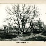 Tree, Wheatley, Long Island