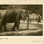 Elephant, Central Park, New York