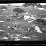 Sheep in Pasture, Seldens Neck, Deep River, Connecticut