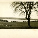 St. James Bay and Sheep, Long Island