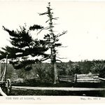 Pine Tree, Bristol, Connecticut