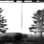 Pine Tree near Hohokus, New Jersey