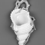 Wall Pocket