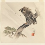 Eagle in Pine Tree