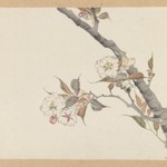 Branch of Blossoming Cherry