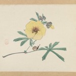 Yellow Flower with Snail