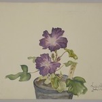 Morning Glories in Pot