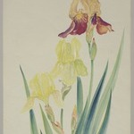 Three Irises