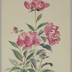 Peonies