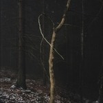 Dead Tree Dancing
