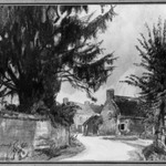 The Yew Tree