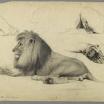Studies of a Lion