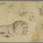 Studies of Lion
