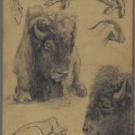 Studies of Bison, Calf and Goat
