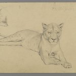 Seated Lioness