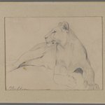 Seated Lioness (recto) and Head of Sleeping Lion (verso)