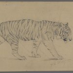 Striding Tiger