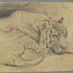Sleeping Tiger