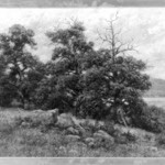 Old Chestnuts at Bolton, Lake George