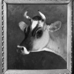 Head of a Cow
