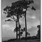 Pines of Bellair