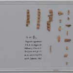 Snakebite Papyrus