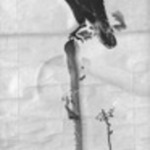 Painting of a Crow