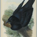 Corvus Corax - Raven