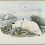 Lagopus Mutus, Winter Plumage: Common Ptarmigan