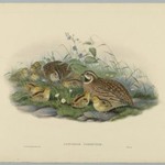Coturnix Communis - Common Quail and Young