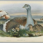 Otis Torda - Great Bustard