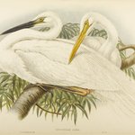 Herodias Alba - Great White Egret or Heron