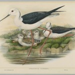 Himantopus Candidus - Stilt or Long Legged Plover