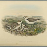 Aegialophilus Cantianus - Kentish Plover