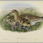 Numenius Arquata - Curlew