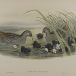 Porzana Maruetta - Spotted Crane
