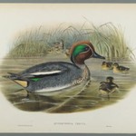 Querquedula Crecca: Teal