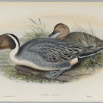 Dafila Avuta: Ducks